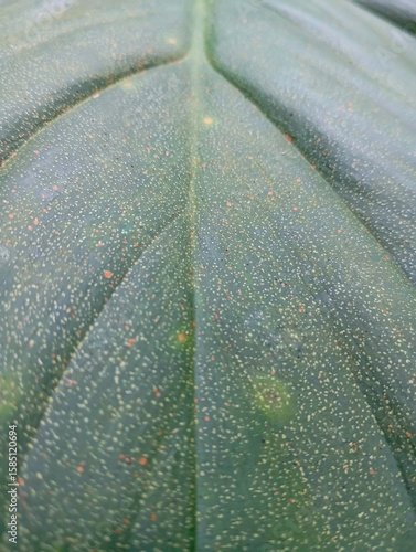 close up of patterned taro leaves