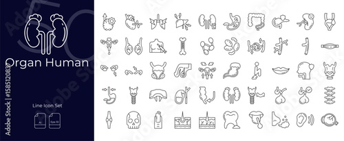 Organ Human Line Editable Icons set. Vector illustration in modern thin line style of Organ Human icons: human,organ,anatomy, etc