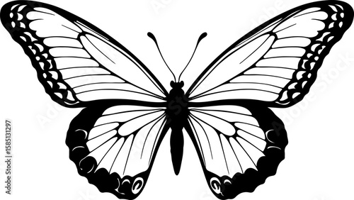 black and white butterfly