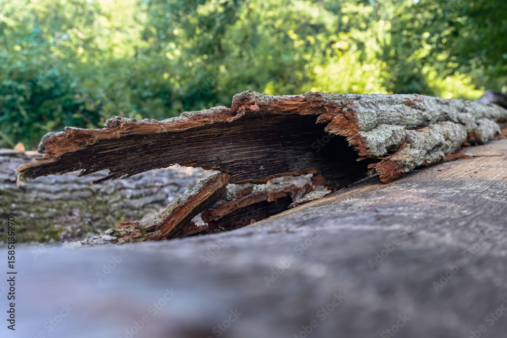 Fototapeta premium A large piece of bark is coming loose from a fallen tree in the forest (Northern France). The blurred green background of the forest is visible.