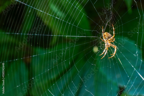 Spotted cross spider constructs its web amid vibrant green foliage, illustrating nature's delicate craftsmanship