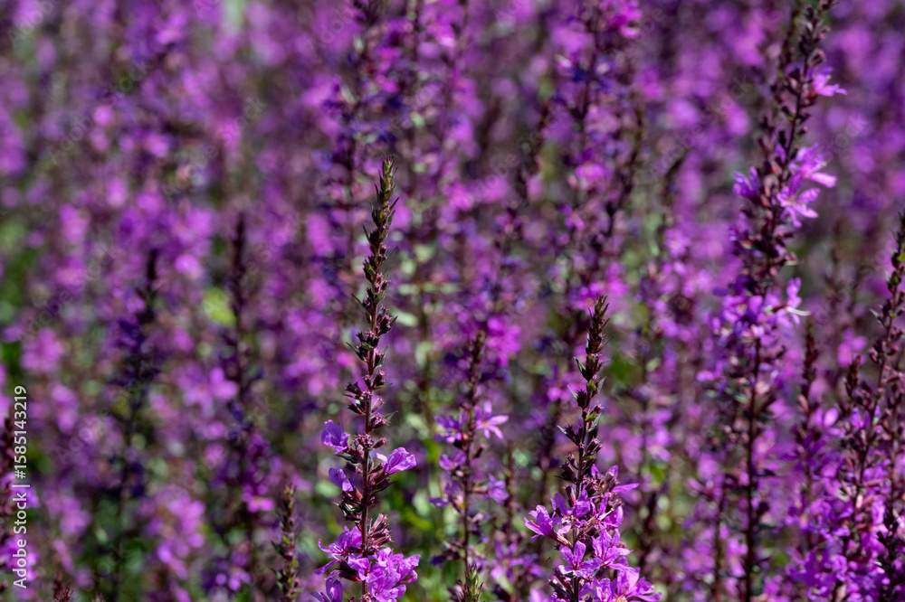 Obraz premium Closeup of flower spike of Lythrum virgatum 'Dropmore Purple' in a garden in summer