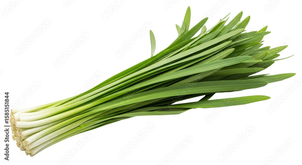 Isolated Fresh Garlic Chives Isolated Fresh Garlic Chives