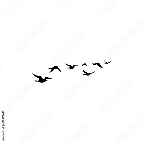birds in flight