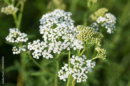 common yarrow,
Achillea millefolium white flowers closeup selective focus