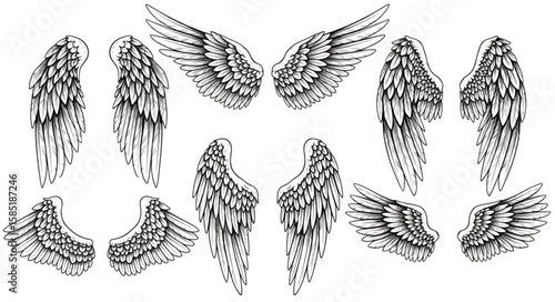 Set of detailed black and white line art illustrations of feathere, shown in varied shapes and angles.