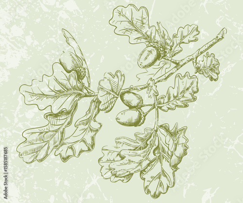 Oak Tree Twig Pen and Ink Vector Drawing