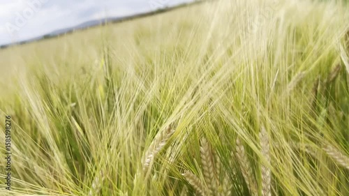 wheat field in summer
