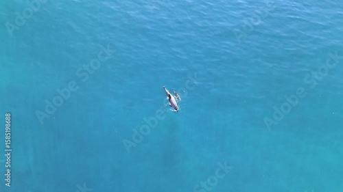 Aerial shot of a pod of dolphins from the Bosphorus. Slow motion footage of dolphins swimming. Drone footage of a dolphin rider