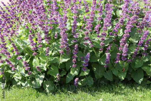 Close-up on flowers of lilac sage or whorled clary (Salvia verticillat) naturalized to Northern Europe (Copenhagen, Denmark)