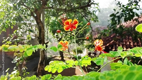 Wallpaper Mural Footage video Kembang Merak (Caesalpinia Pulcherrima) dalah tanaman hias populer dari suku polong-polongan (Fabaceae) yang berasal dari Amerika Selatan, namun juga dapat ditemukan di Asia dan Afrika.  Torontodigital.ca