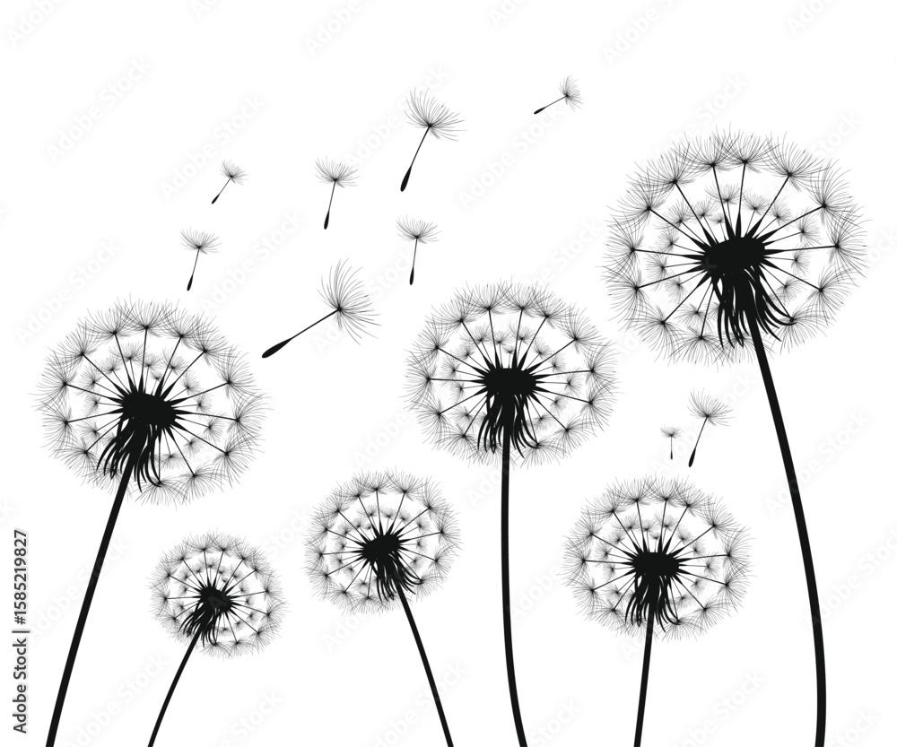 Fototapeta premium Vector illustration dandelion time. Black Dandelion seeds blowing in the wind. The wind inflates a dandelion isolated on a white background.