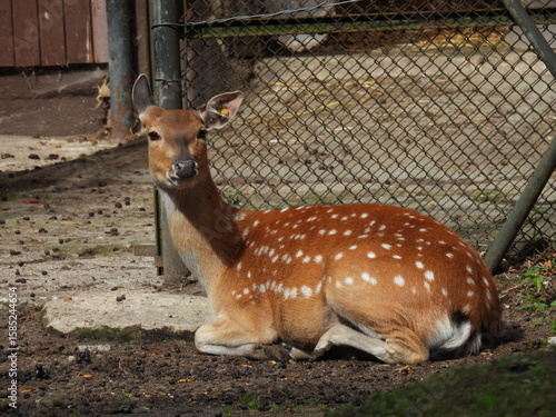 Fototapeta Naklejka Na Ścianę i Meble -  Portret jelenia wschodniego( jeleń sika)