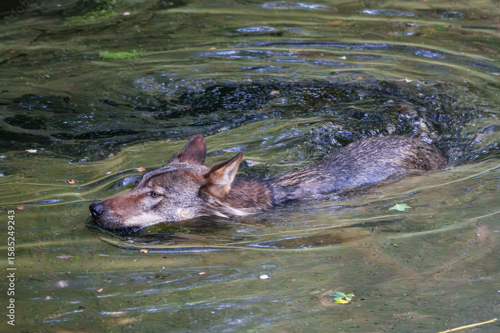 Fototapeta premium European Grey Wolf, Canis lupus swimming in a water pond