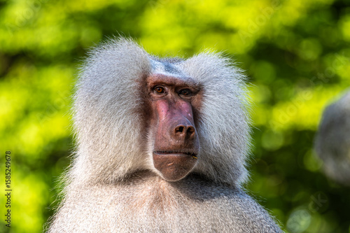 Wall Mural The hamadryas baboon, Papio hamadryas is a species of baboon