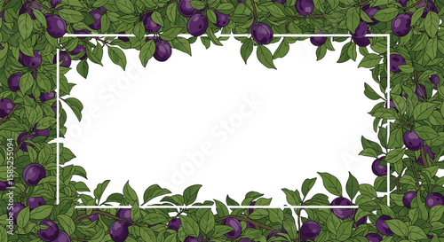 Fresh ripe plums growing on green leafy branches surrounding a blank white rectangular frame for text