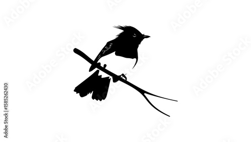 African Crested Flycatcher bird, black isolated silhouette