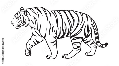 A striped white tiger strolling against a white backdrop

