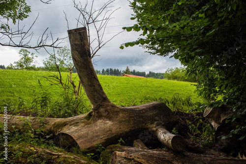 A peeled, fallen tree trunk in the foreground with a green hill and a red house roof in the background