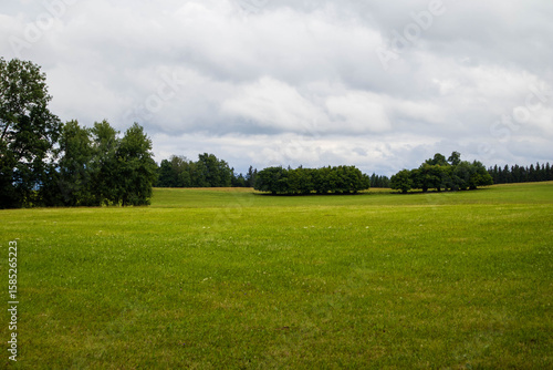 Green field with clumps of bushes on a gray summer day