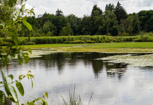 Park pond with yellow water lilies and birds in the distance
