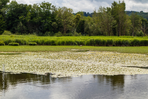 Park pond with grass, yellow water lilies and a bench in the middle