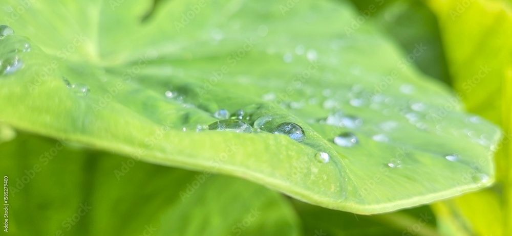 green leaf with water drops green leaf with water drops