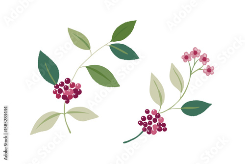 Wallpaper Mural Boho Seamless Vector With Elderflowers And Berries Torontodigital.ca