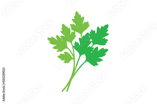 Fresh Coriander Bunch In Vector Sketch On White Background
