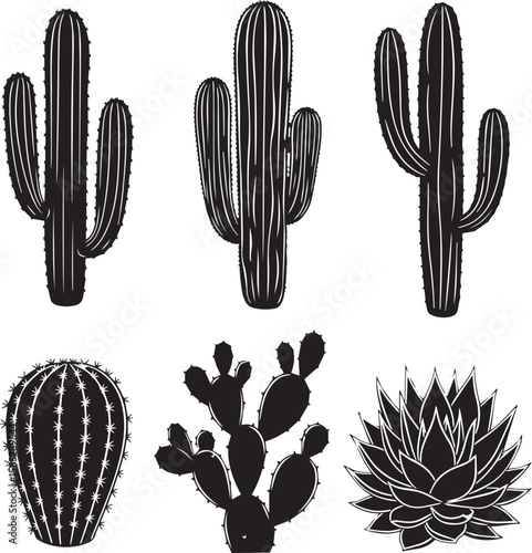 vector illustration of Cactus and succulents