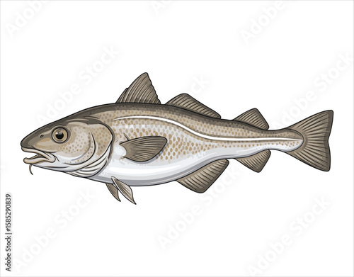 Illustration featuring a single cod fish against a white surface

