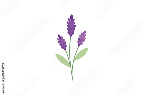 Lavender Herbs And Forest Berries Painted In Subtle Watercolor Style