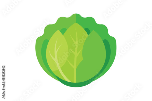 Napa Cabbage Illustration Flat Style On White