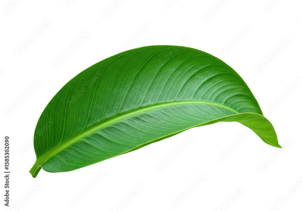 Fototapeta premium A gracefully curved green leaf with prominent veins, isolated on a stark transparent background