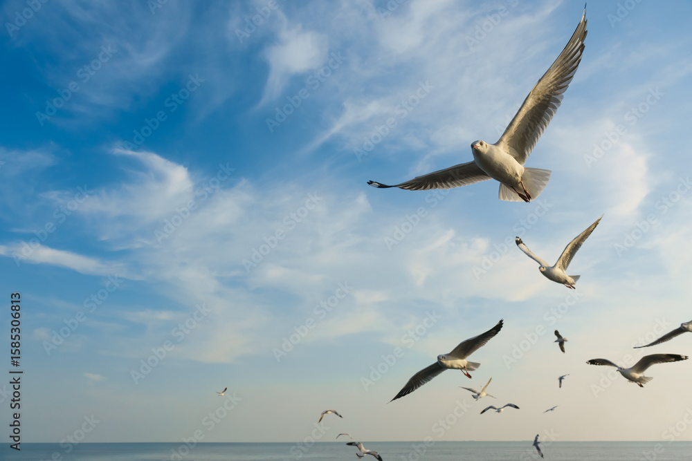 Fototapeta premium Group of birds flying at sunset