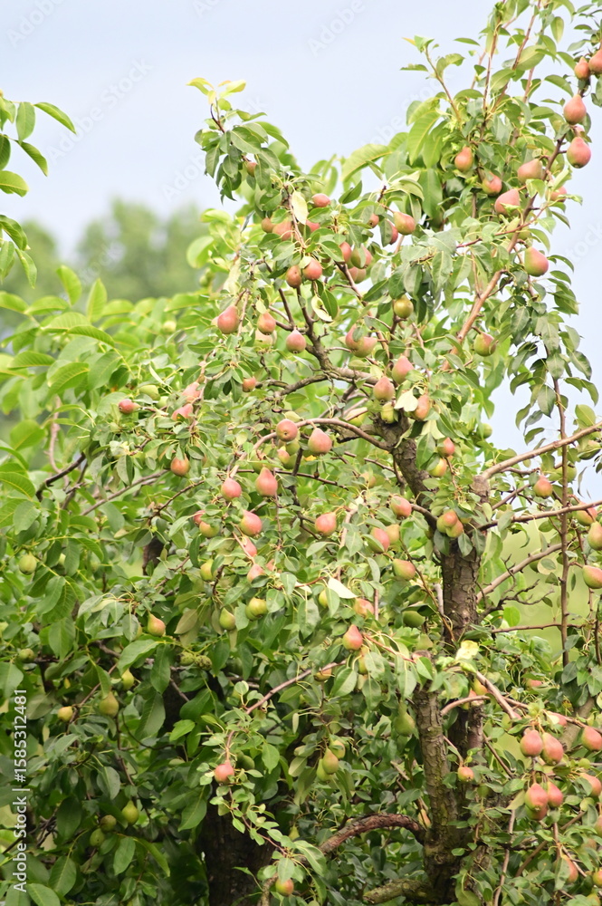Fresh Seasonal Fruit on Branches in Natural Light Fresh Seasonal Fruit on Branches in Natural Light