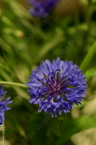 Close-up of Blue Cornflower Blossom – Macro Shot of Centaurea Cyanus