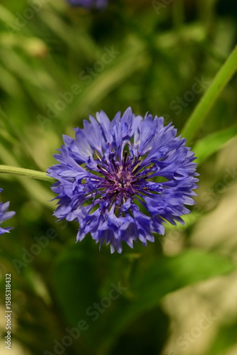 Close-up of Blue Cornflower Blossom – Macro Shot of Centaurea Cyanus