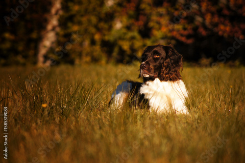 dalmatian at the lake