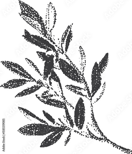 Olive branch with leaves in a vintage botanical style. Black and white vector illustration with engraving texture.