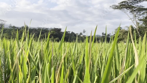 Paddy Rice Field Grass and Sky with Clourds