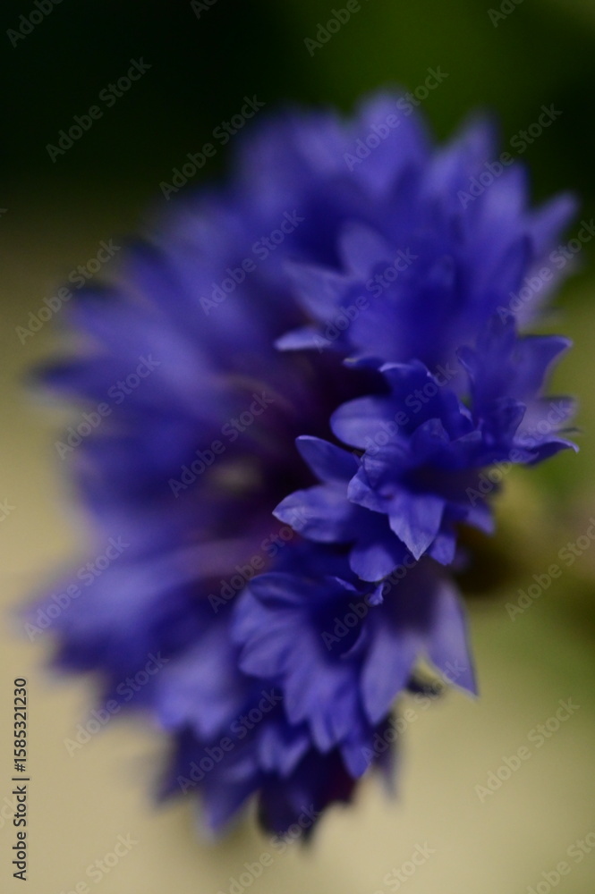 Fototapeta premium Close-up of Blue Cornflower Blossom – Macro Shot of Centaurea Cyanus