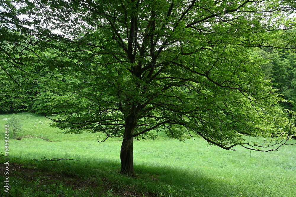 Fototapeta premium Baum im Laubachtal