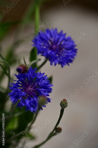 Close-up of Blue Cornflower Blossom – Macro Shot of Centaurea Cyanus