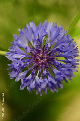 Close-up of Blue Cornflower Blossom – Macro Shot of Centaurea Cyanus