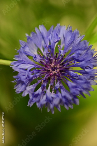 Close-up of Blue Cornflower Blossom – Macro Shot of Centaurea Cyanus