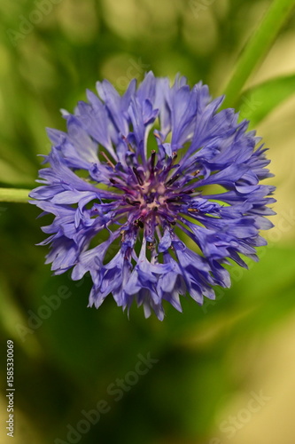 Close-up of Blue Cornflower Blossom – Macro Shot of Centaurea Cyanus