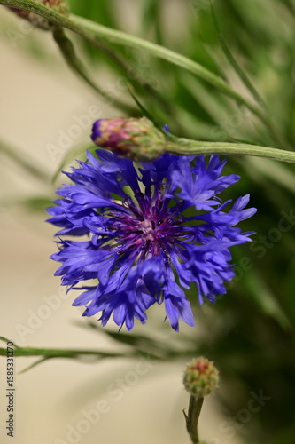 Close-up of Blue Cornflower Blossom – Macro Shot of Centaurea Cyanus