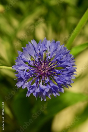 Close-up of Blue Cornflower Blossom – Macro Shot of Centaurea Cyanus