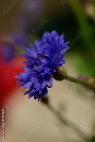 Close-up of Blue Cornflower Blossom – Macro Shot of Centaurea Cyanus
